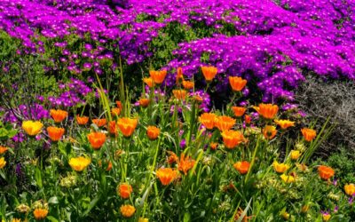 Spring Cleaning Your Finances: Steps to Refresh Your Financial Plan